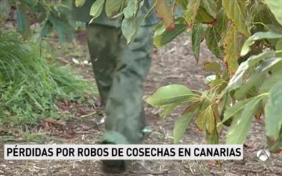 Una oleada de robo de aguacates obliga a los agricultores canarios a protegerse como pueden