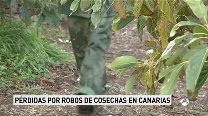 Una oleada de robo de aguacates obliga a los agricultores canarios a protegerse como pueden