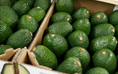 Seis detenidos en Los Realejos por el supuesto robo de 1.650 kilos de aguacates