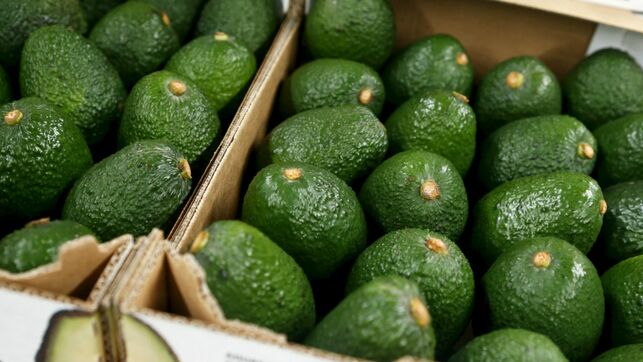 Seis detenidos en Los Realejos por el supuesto robo de 1.650 kilos de aguacates