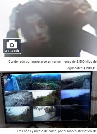 Tres años y medio de cárcel por el robo “sistemático’ de aguacates.