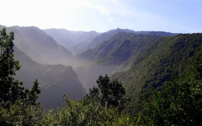 Apresado en La Palma por cometer diferentes delitos