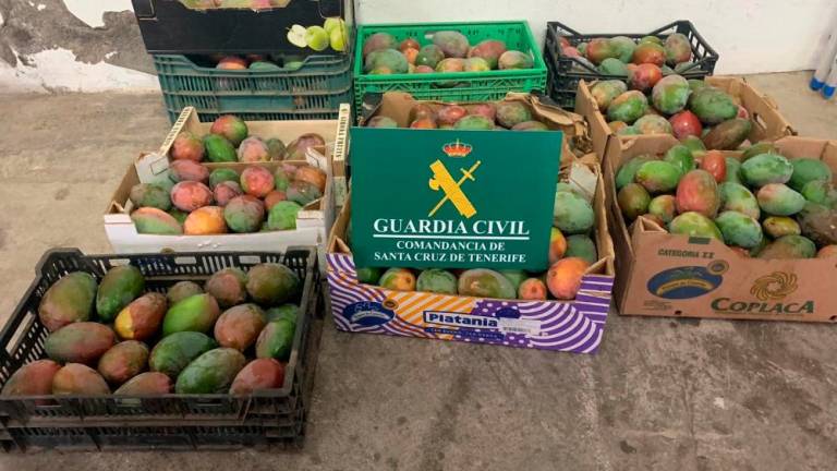 Detenidos cuando robaban casi 250 kilos de mangas en Arafo.
