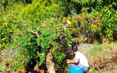 “Hemos perdido ya 3.000 euros por el robo de 1.200 kilos de manzanas y 400 de castañas en fincas de El Paso”