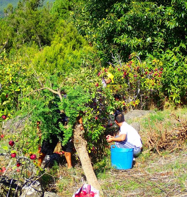 “Hemos perdido ya 3.000 euros por el robo de 1.200 kilos de manzanas y 400 de castañas en fincas de El Paso”