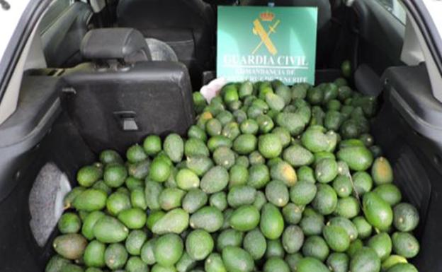 Dos detenidos por robar 171 kilos de aguacates en una finca de La Orotava.